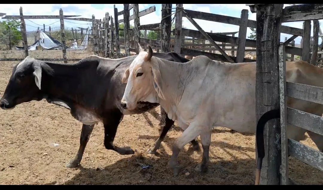 4 vacas e 1 bezerro pra vender logo