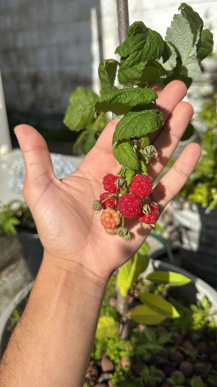 Framboesa vermelha  - Foto 2