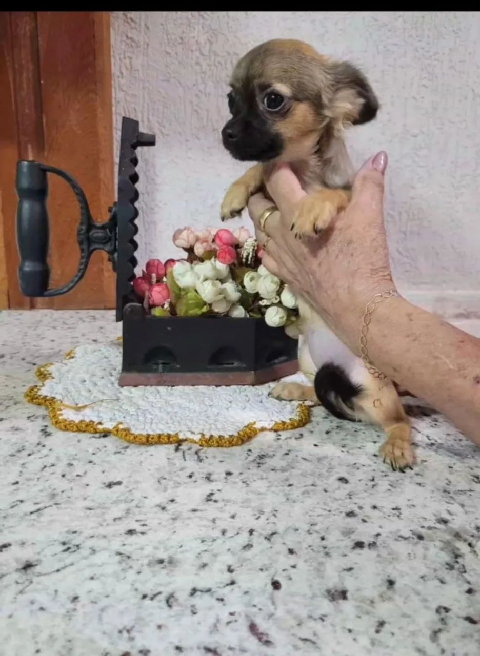 Chihuahua femea 