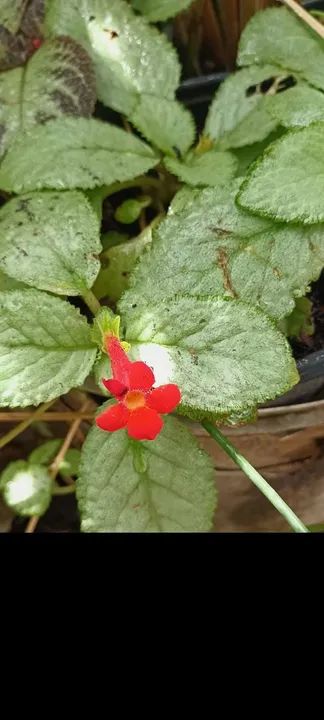Muda de Flor Amarela. Episcias ou planta tapete a partir de 10,00 reais - Foto 3