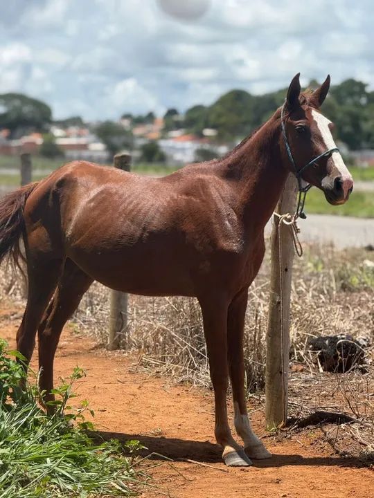 Vende-se potra mangalarga - Foto 3