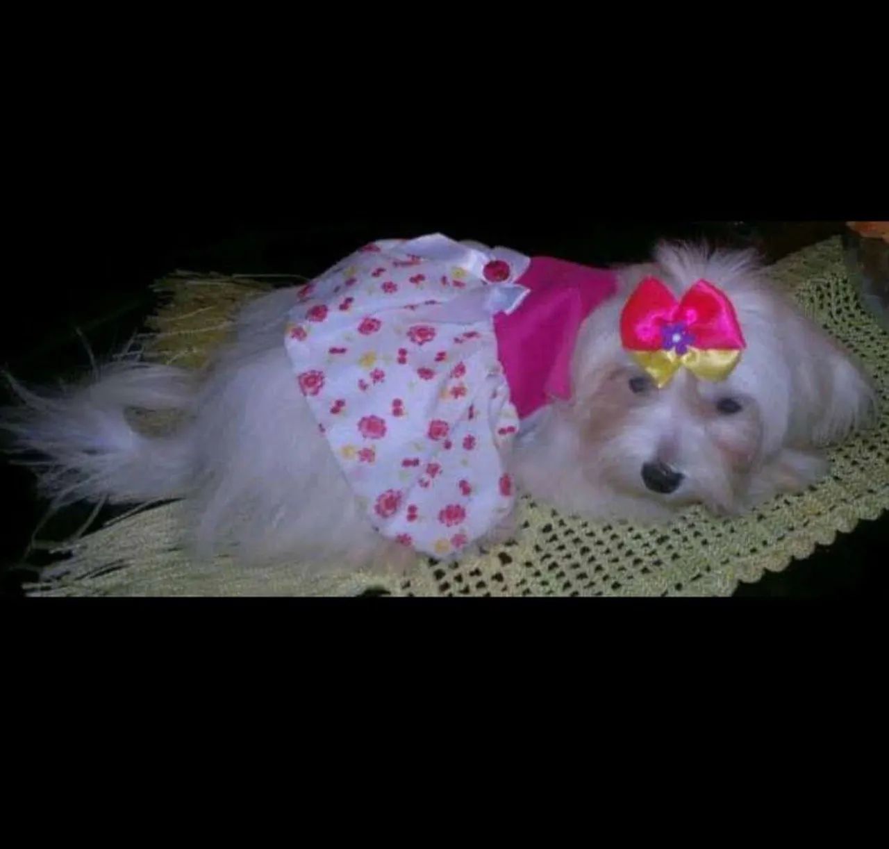 PROMOÇÃO!!! MALTÊS FÊMEAS E MACHOS ADULTOS 100% LEGÍTIMOS RAÇA PURA  - Foto 2