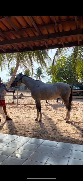 Égua Quarto de Milha / Domada  - Foto 4