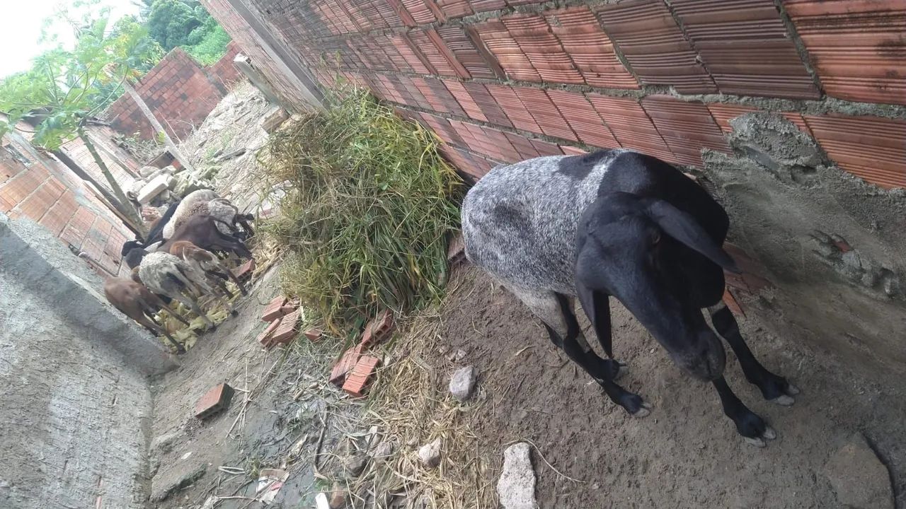 Ovelhas e carneiros pra venda  - Foto 2