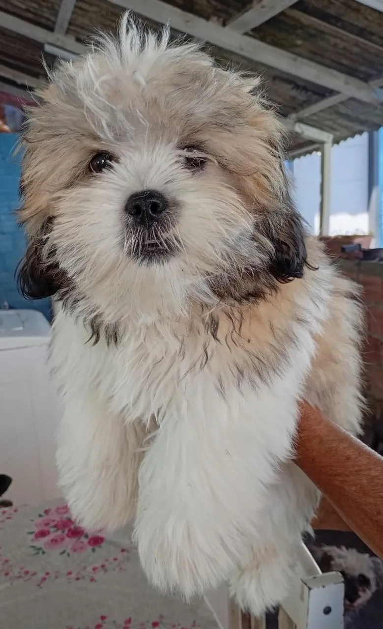 Filhote Shih Tzu Macho 