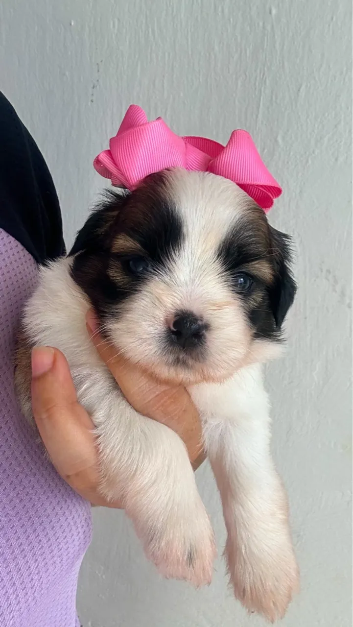 Filhote ShihTzu para venda