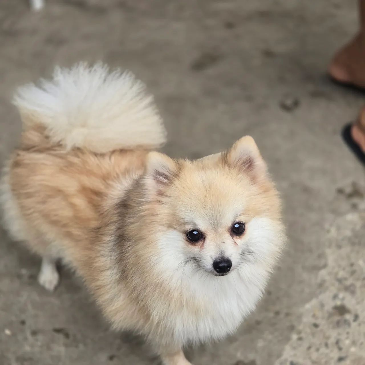 Filhote de Spitz Alemão Anão - Foto 3