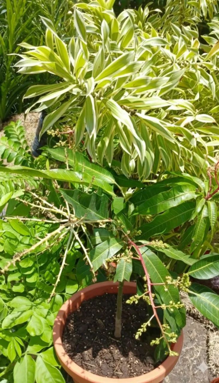 Manga enxertada produzindo  - Foto 2