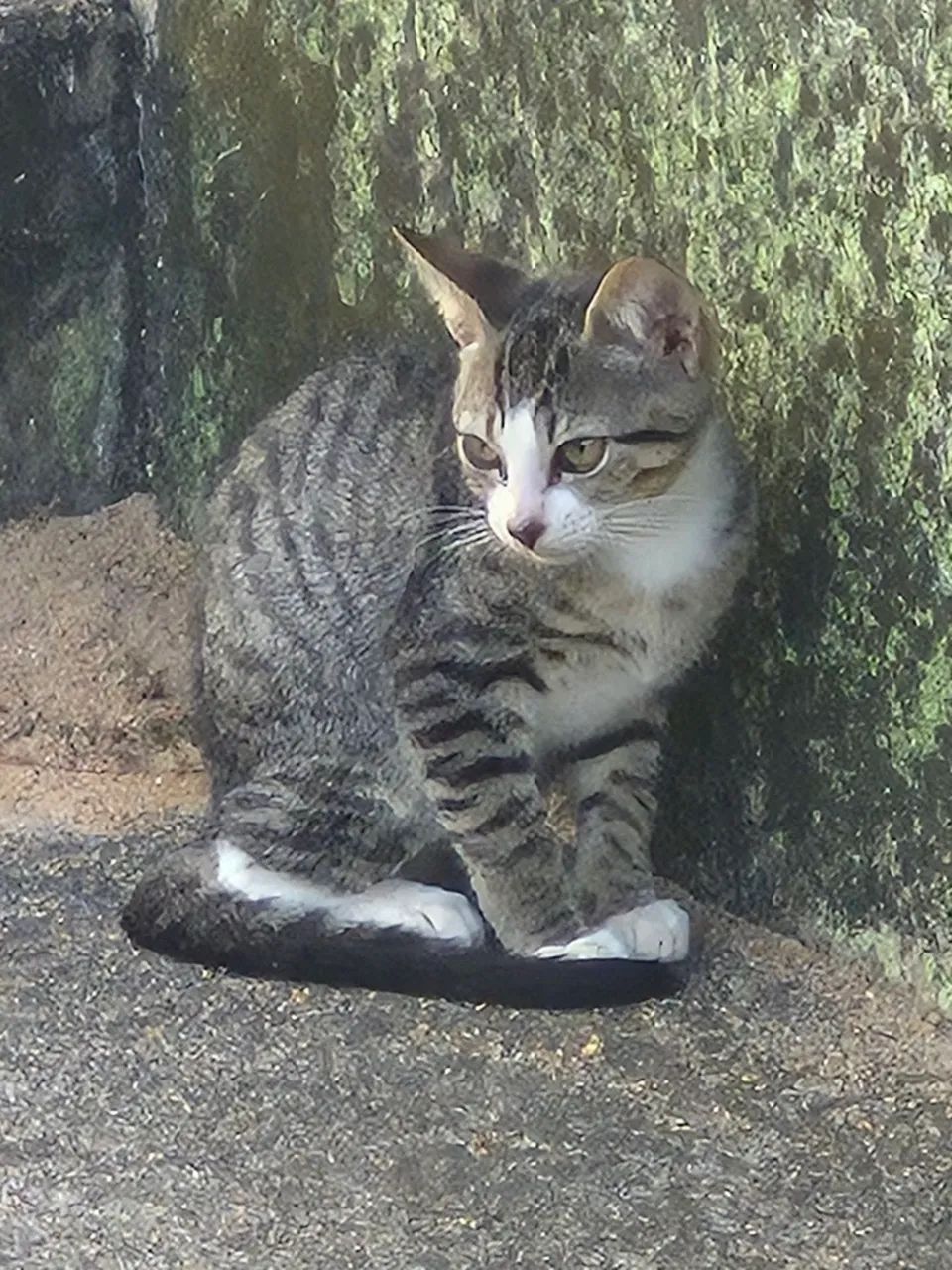 Gatos filhotes para doação  - Foto 3