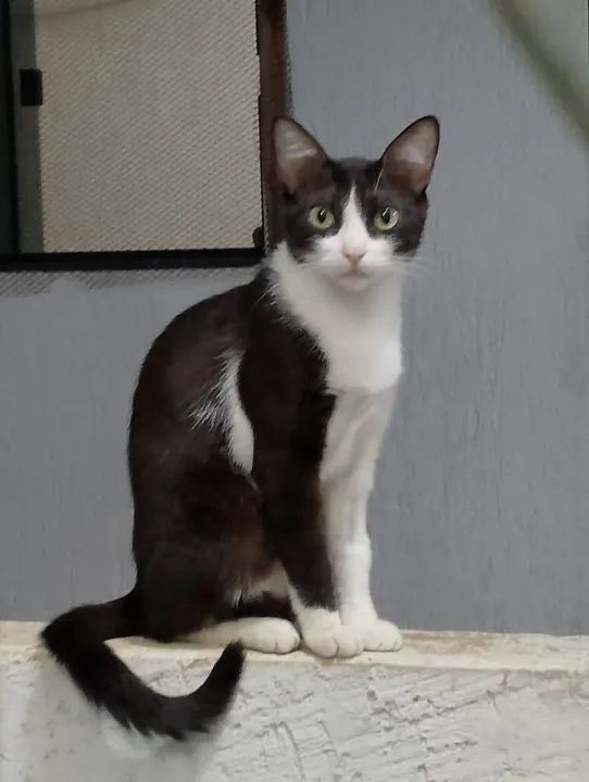 Gata linda e dócil para adoção