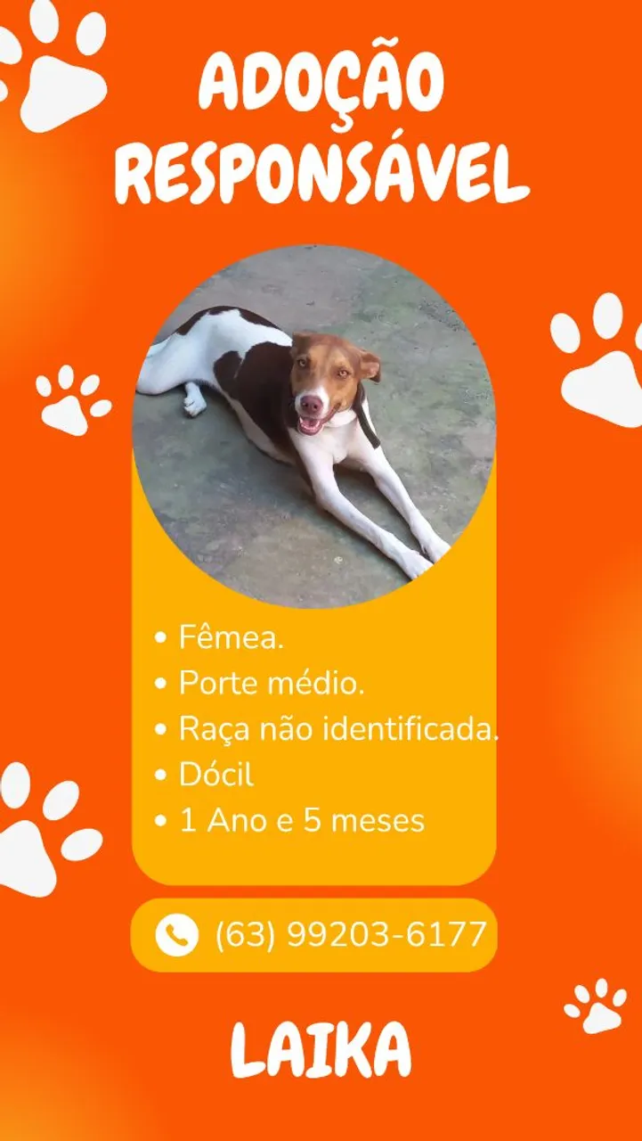 Laika precisa de um lar! Adote com responsabilidade!