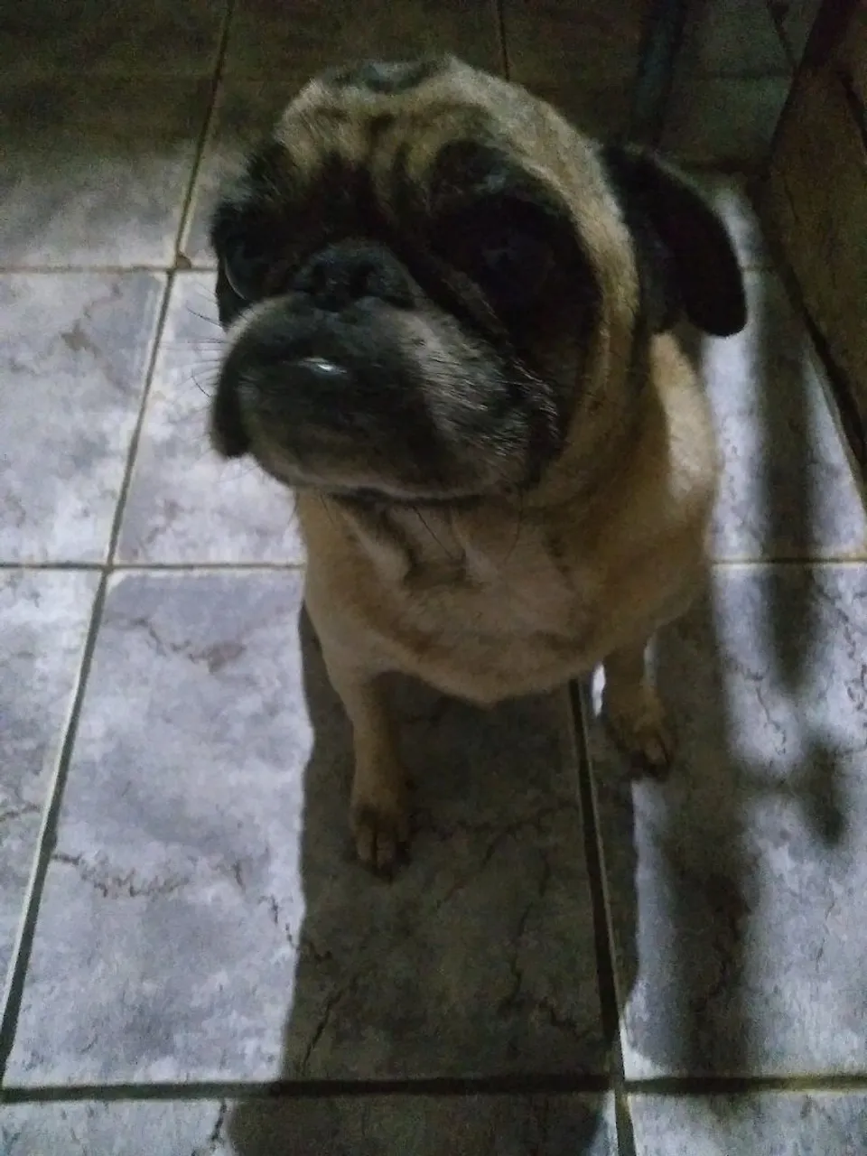 Pug macho