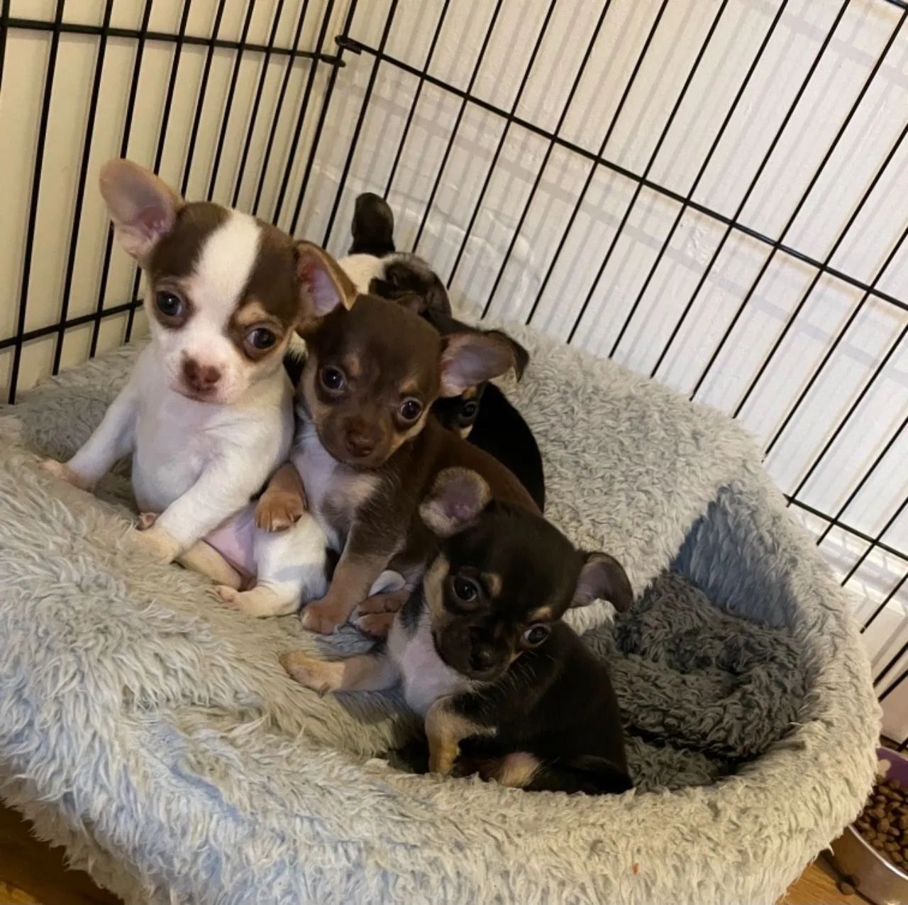 Chihuahua chocolate Vacinado 