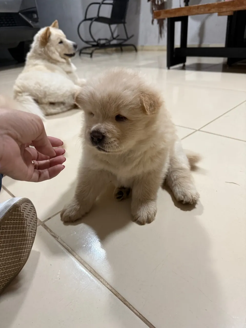 Filhotes de chow chow