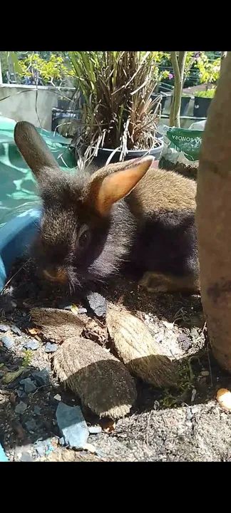 Vendo coelho 