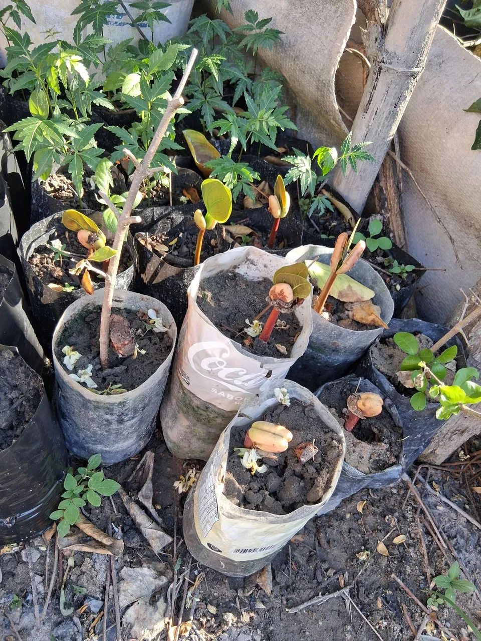 Mudas de jatoba  - Foto 2