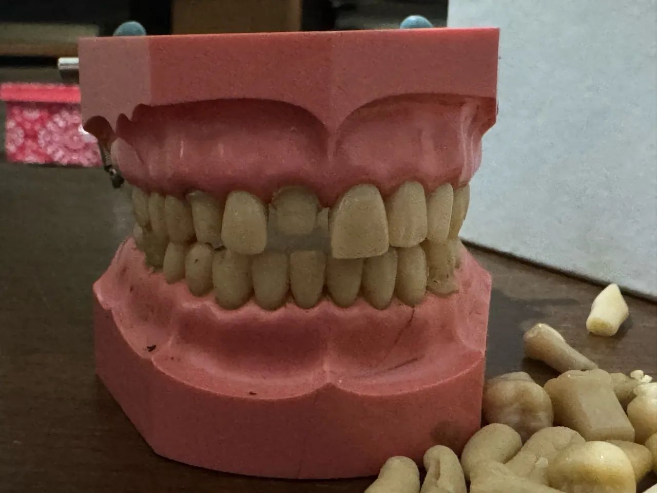 Manequim odontológico para prótese ou dentistica MODDO (P - OCLUSAL) com dentes reserva