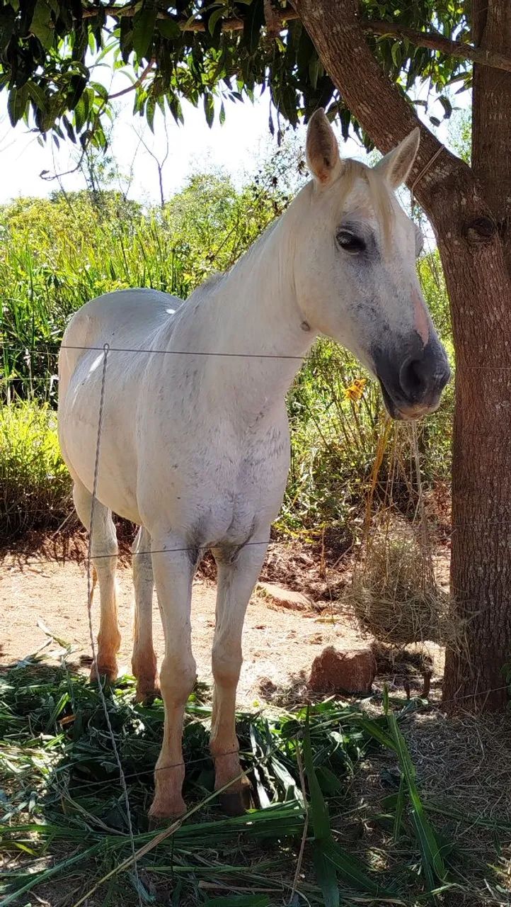 Égua quarto de milha - Foto 6