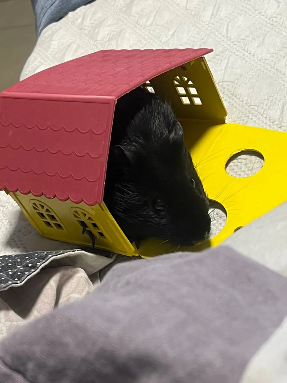 Vendo Porquinho da Índia super dócil 