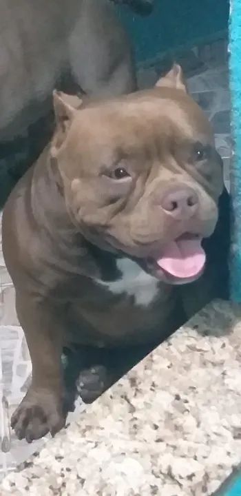 América Bully  - Foto 3