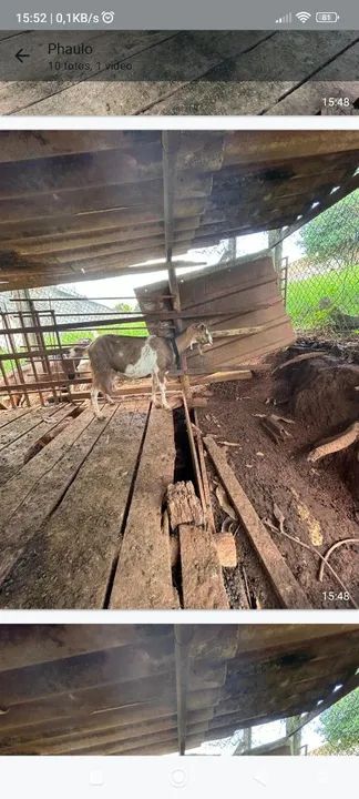 Cabras para venda - Foto 6