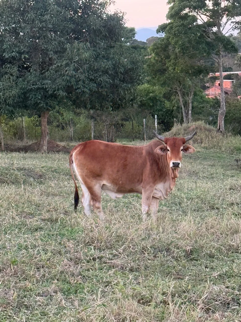 Novilha Vaca