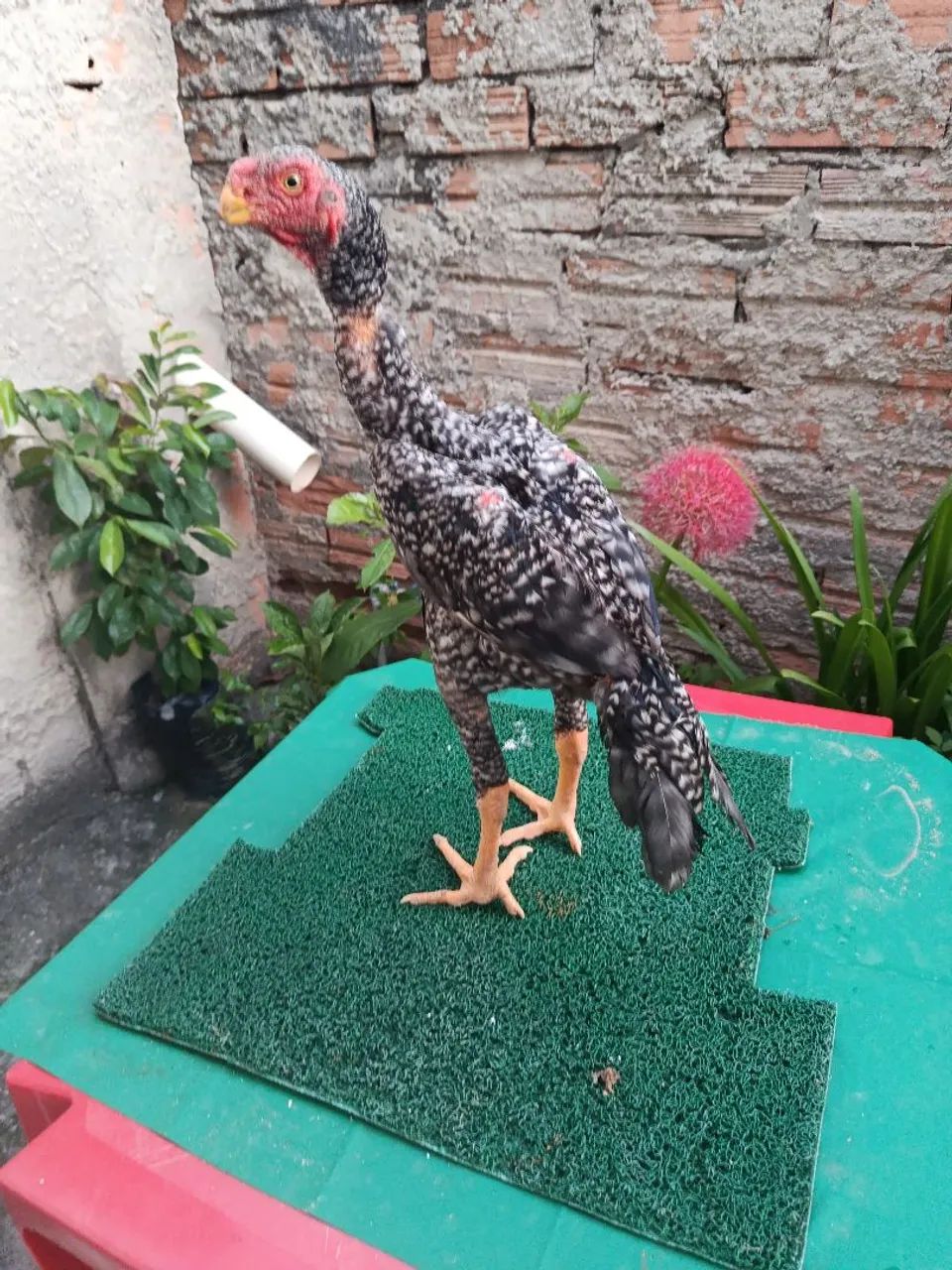 Frango assel bico curto  - Foto 3