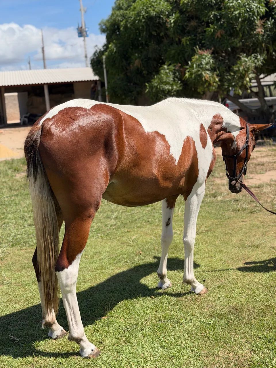 Égua Mangalarga 2 anos potra registrada