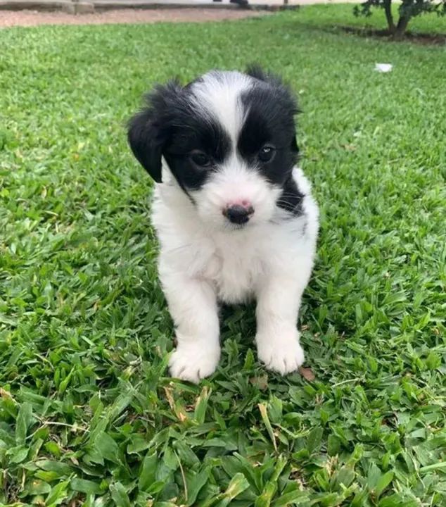 Filhotes de Cachorro lhasa Apso  - Foto 2