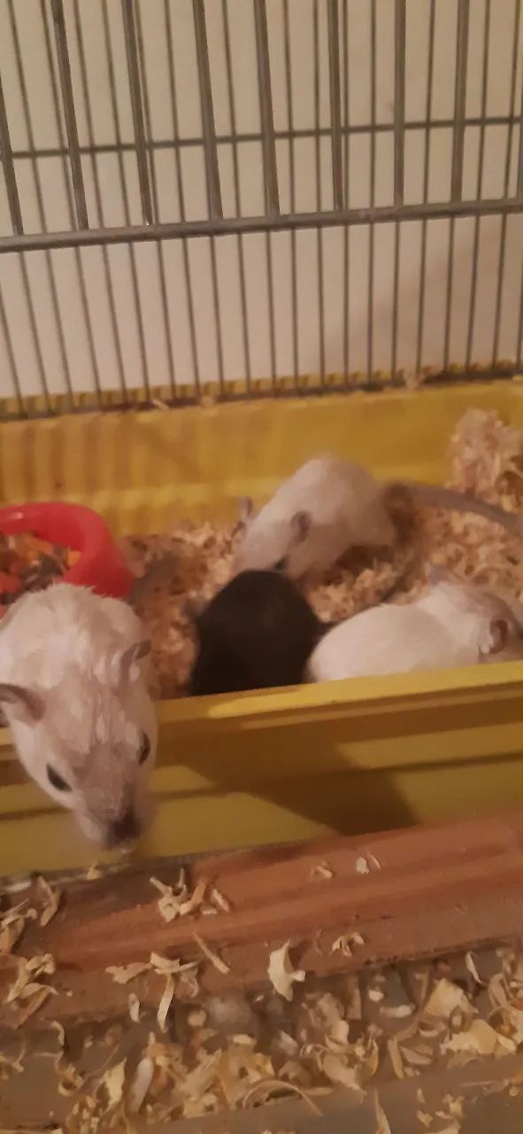 Filhotes de gerbil machos - Foto 2