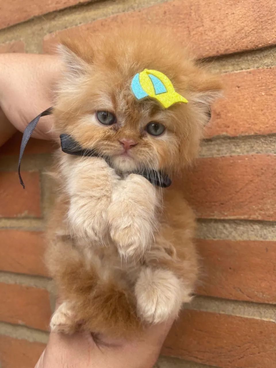 Persa 61 Dias ( Brincalhões) - Foto 2