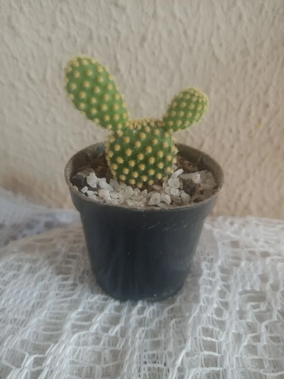 Mini Cacto Orelha de Coelho - Decoração