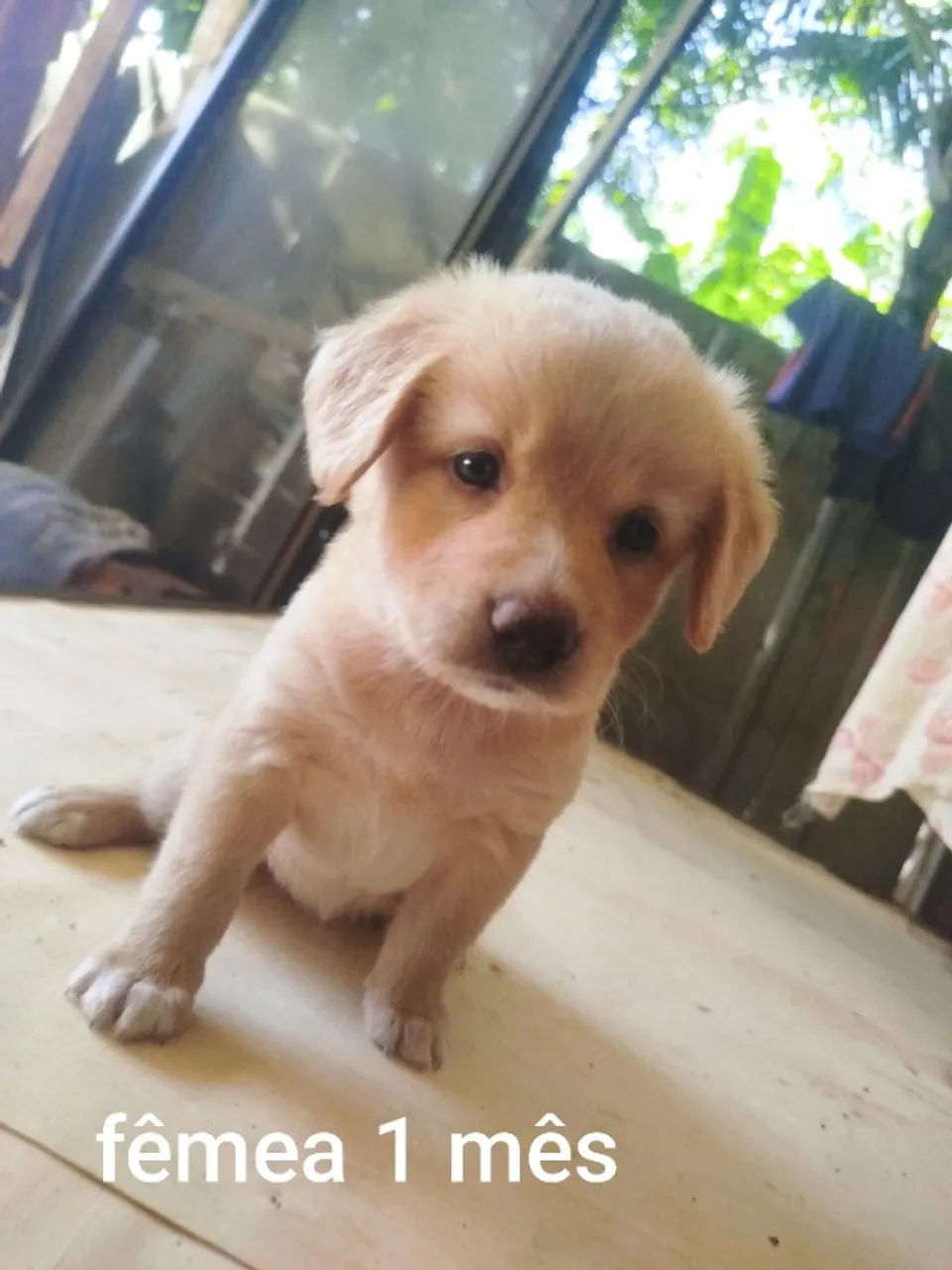 Doação de cachorro
