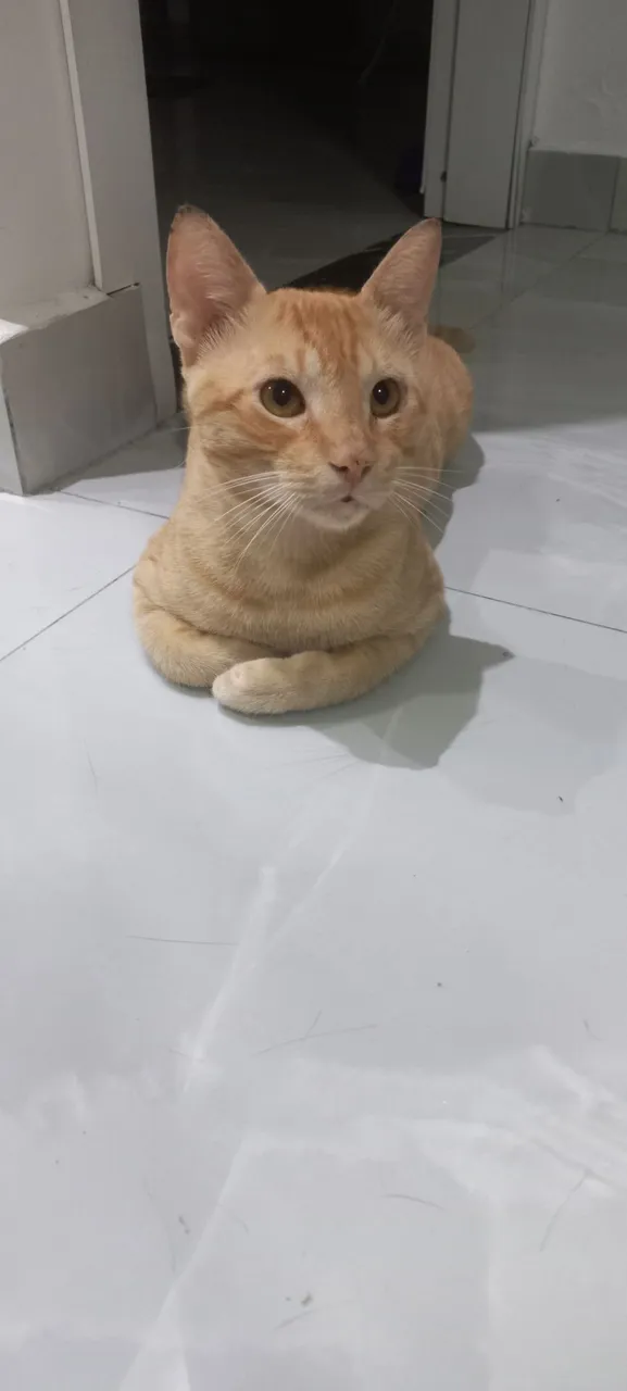 Gatinho macho Lindo e Charmoso para Adoção