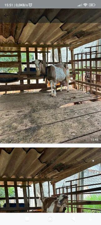 Cabras para venda