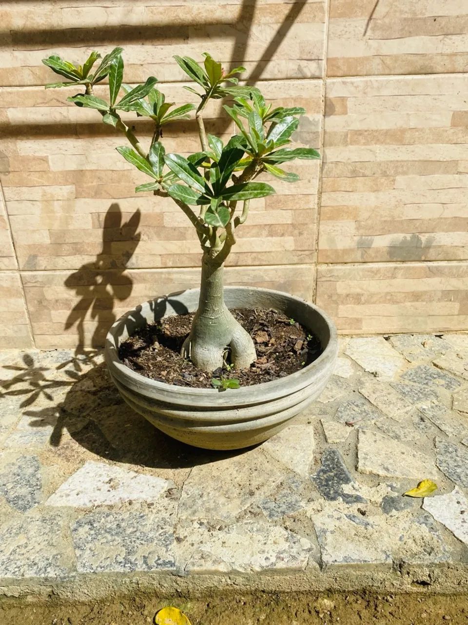 Adenium obesum (Rosa do Deserto) em vaso - Foto 5