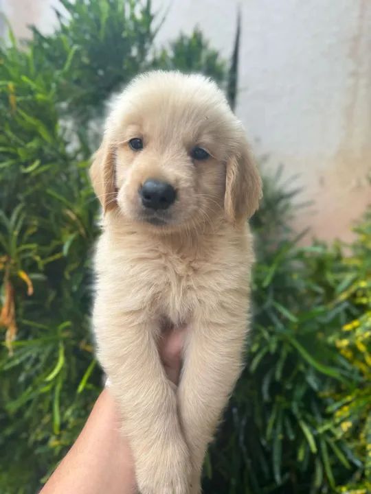  Golden Retriever macho 