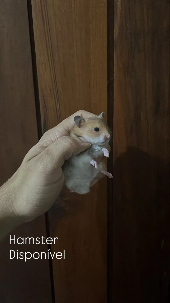 Hamster a venda  - Foto 2