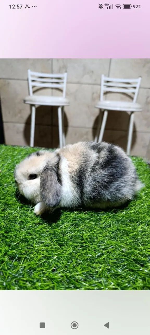 Mini Coelhos 