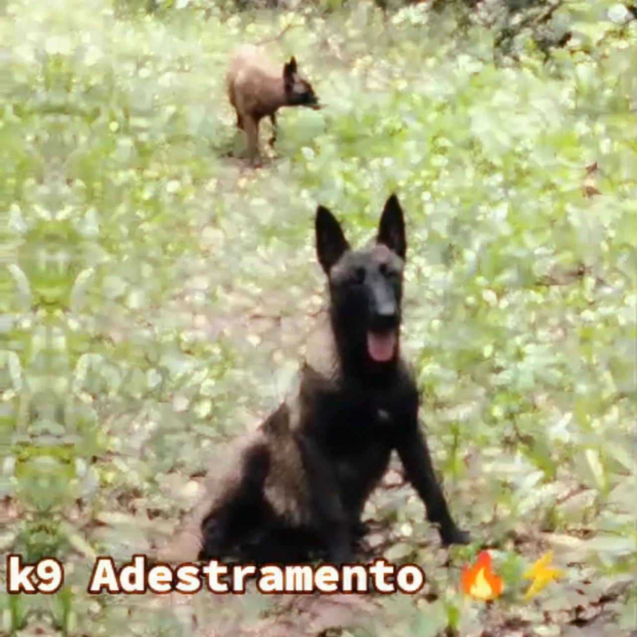 Adestramento 
