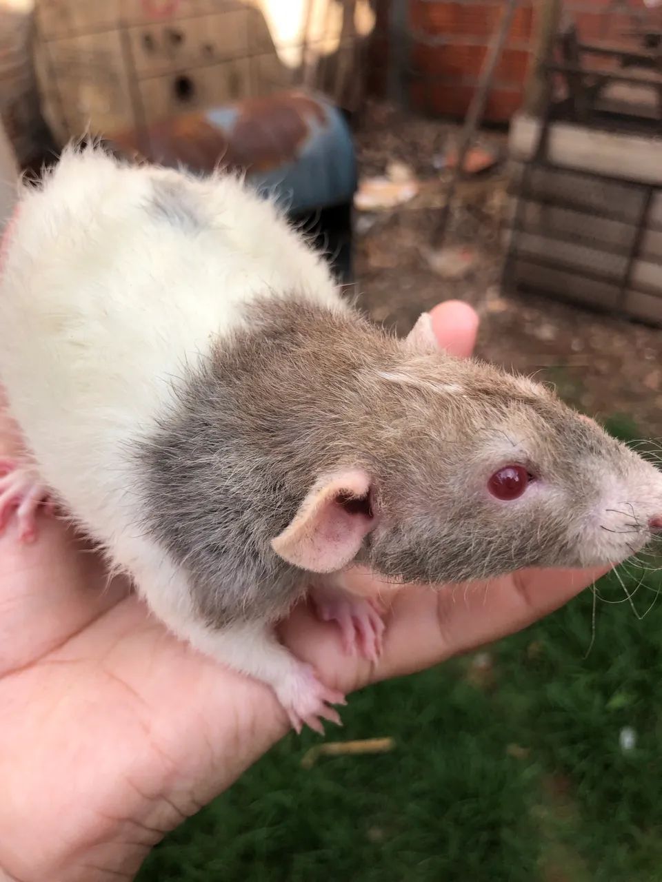 Ratos Twister Machos  - Foto 2