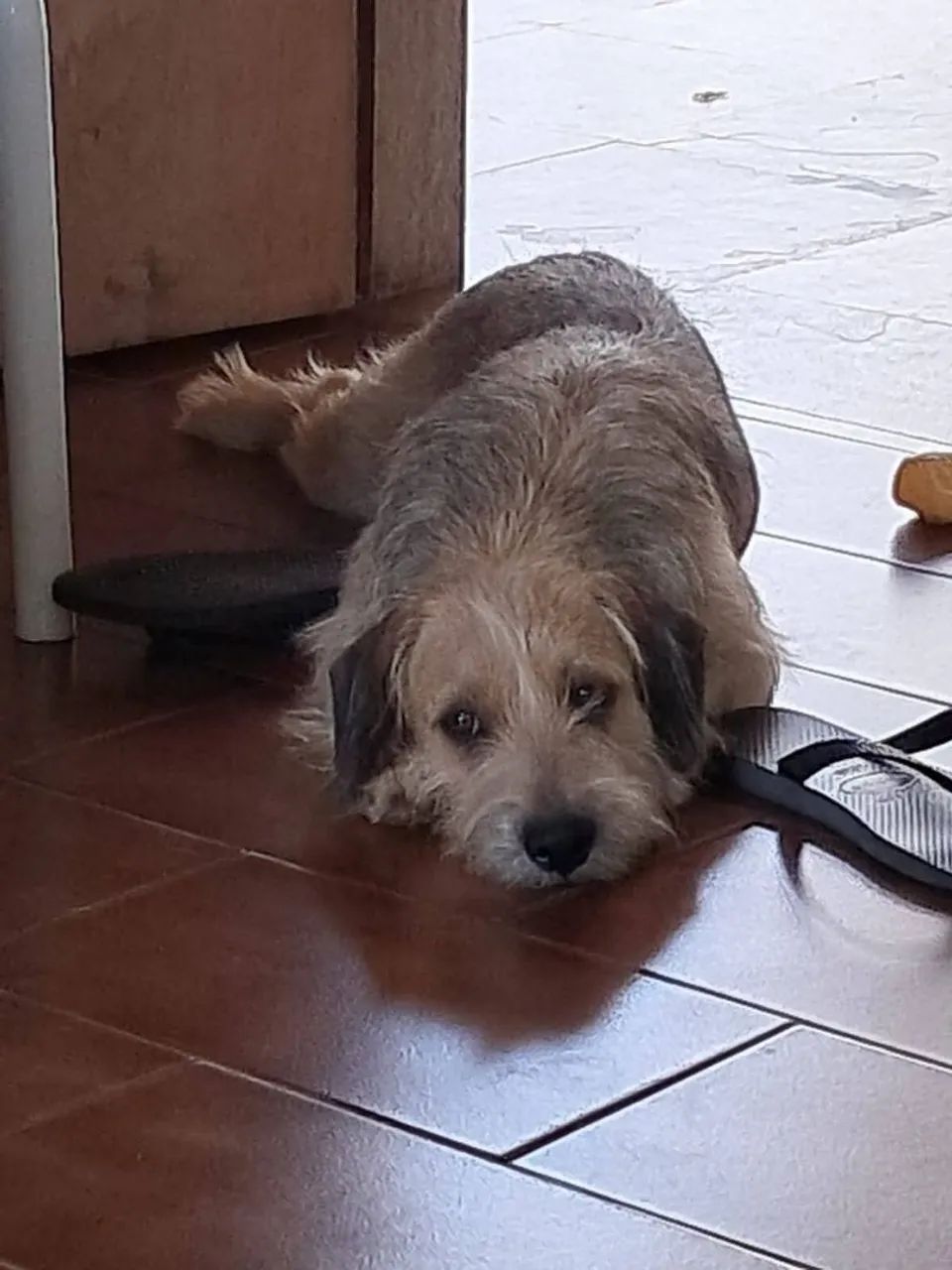 Estou doando esta cachorrinha de 1 e 6meses