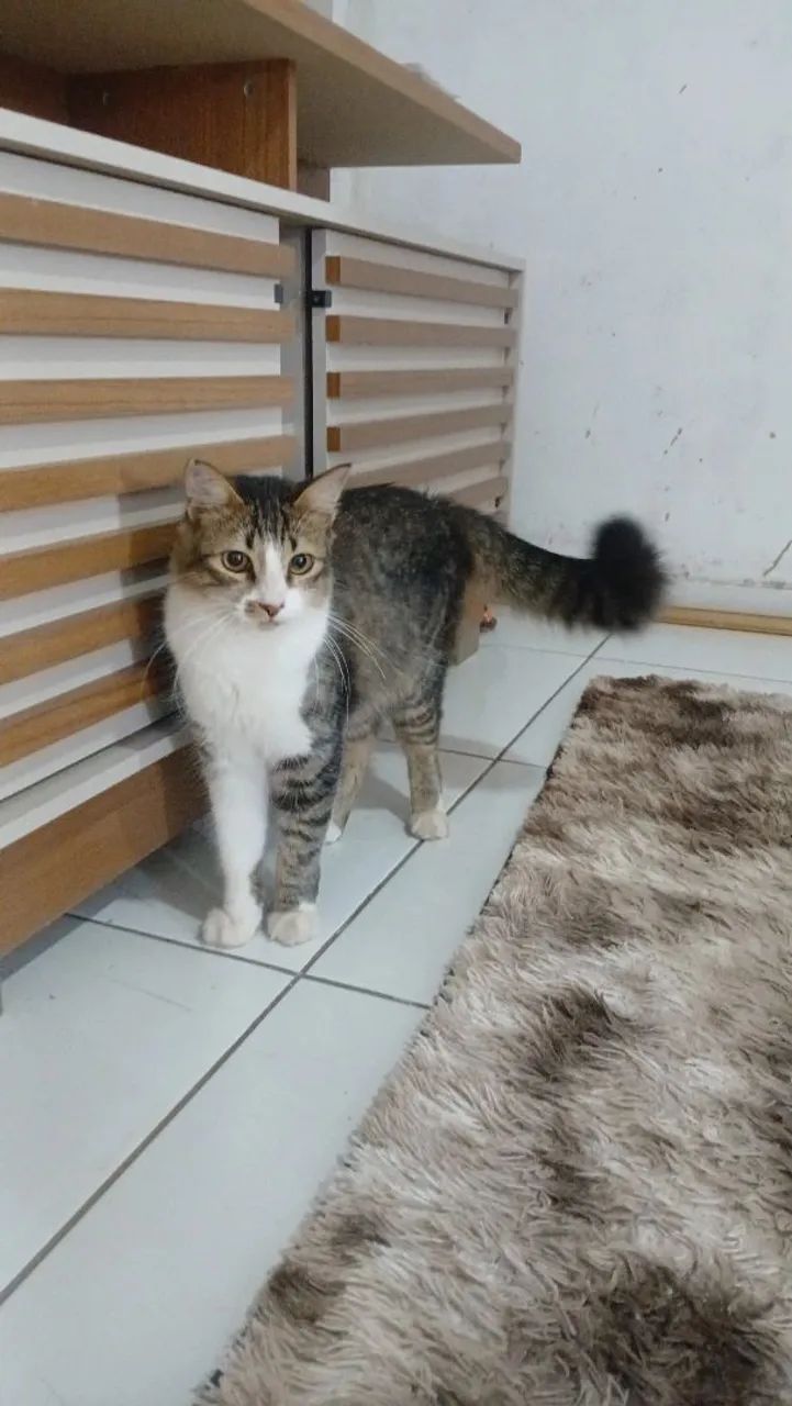 Gata para doação 