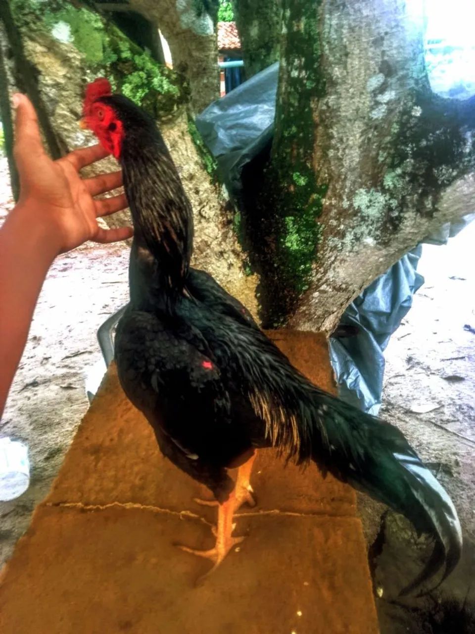 Galo de raça 