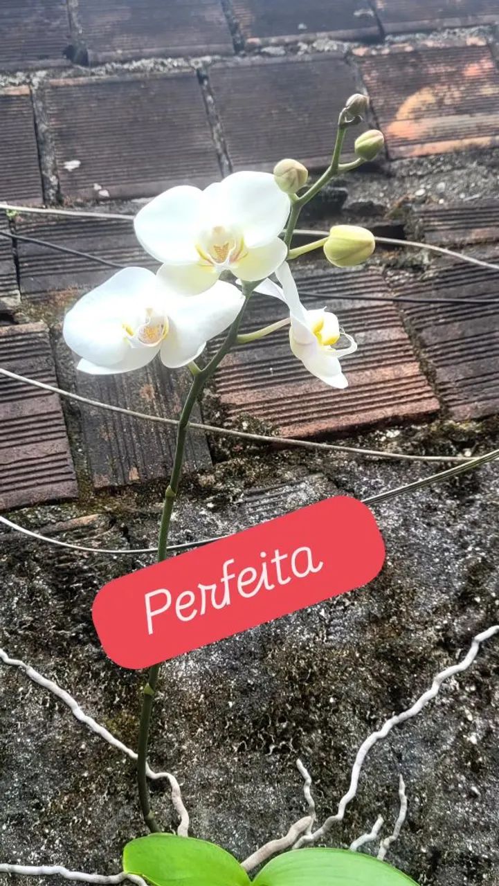 Lindas Orquídeas  - Foto 5