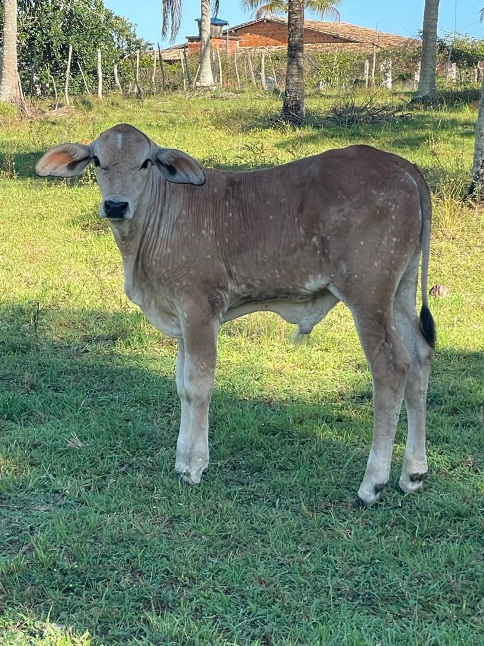 Vaca parida - Foto 5