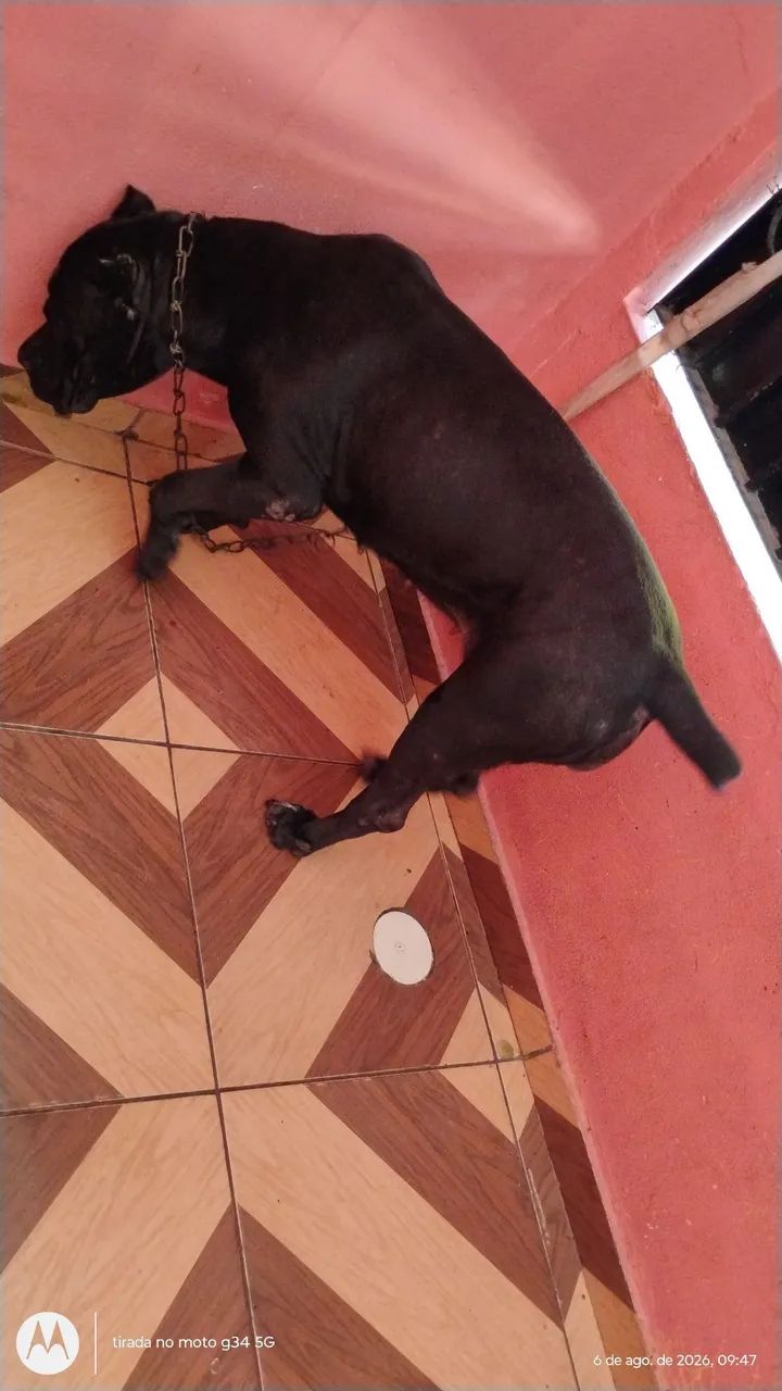 Cane corso fêmea  - Foto 2