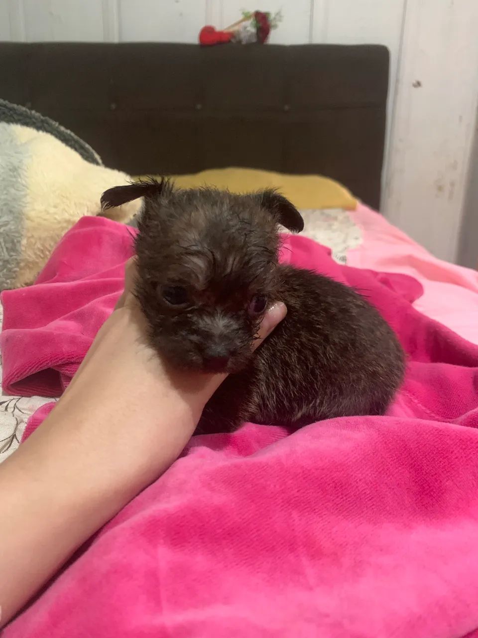 Chihuahua micro fêmea  - Foto 3