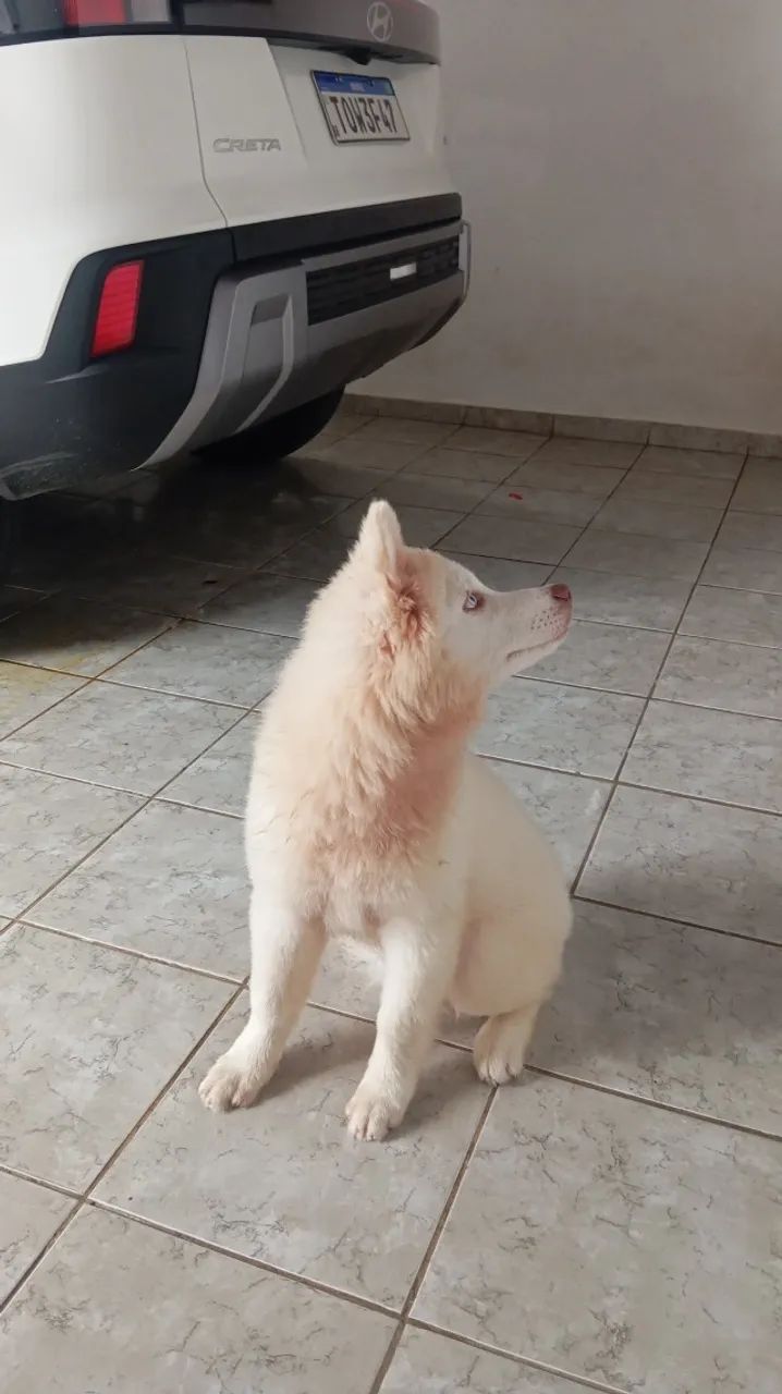 Husky  - Foto 2