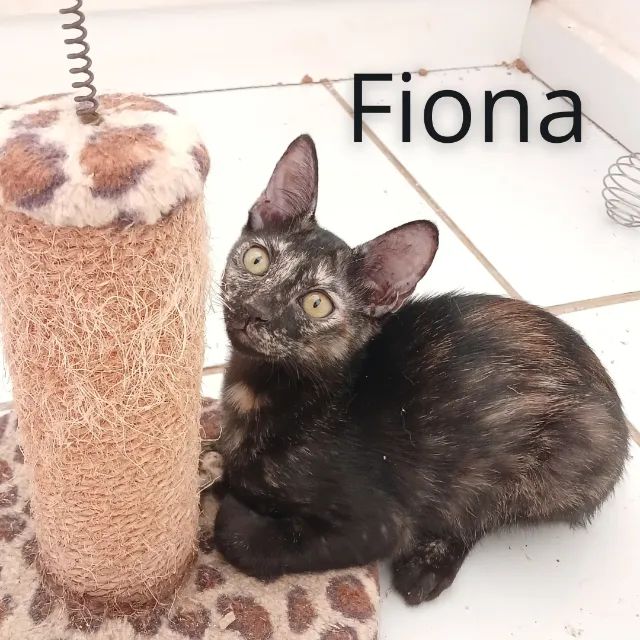 Lindos gatinhos, 5 meses, para doação (adoção responsável)